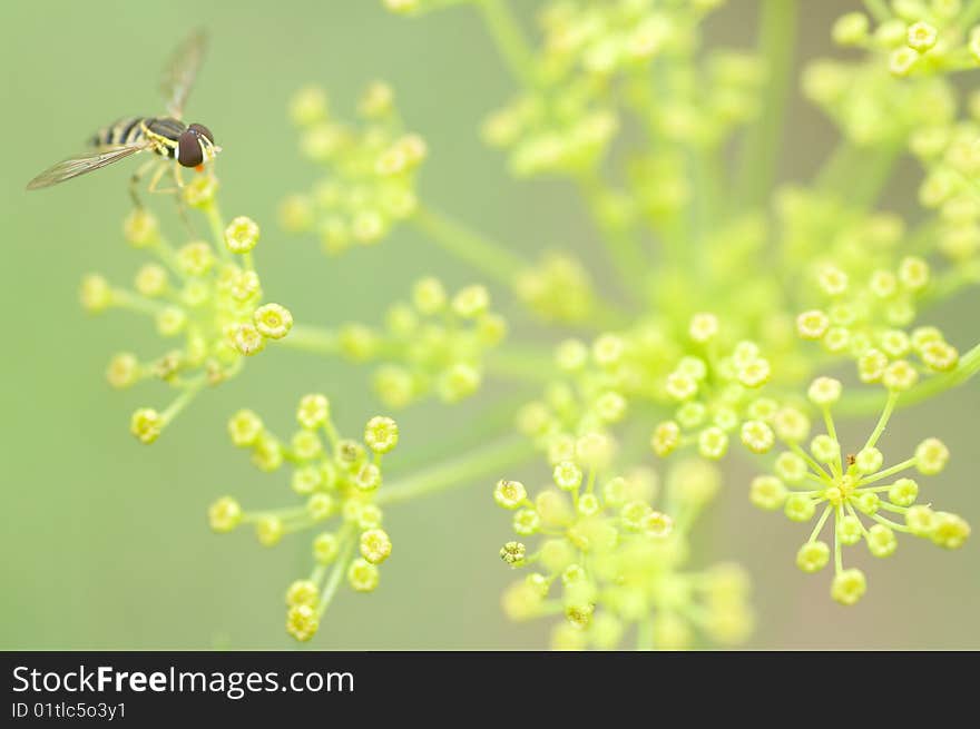 Dill Visitor