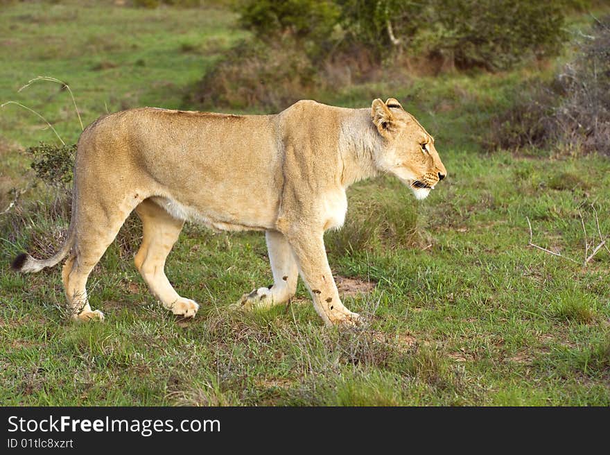 A lioness looking for food out on the African Plains. A lioness looking for food out on the African Plains