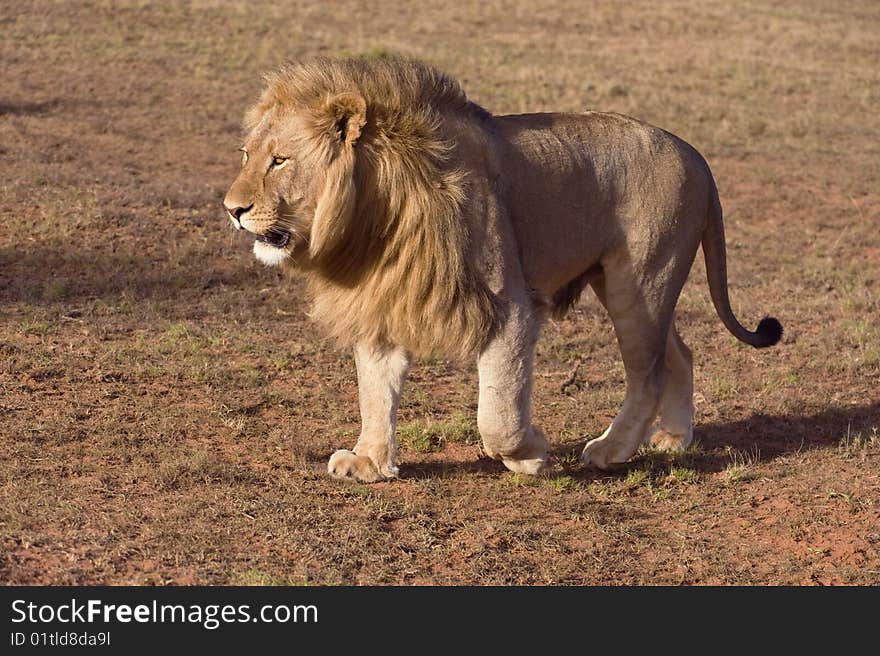 A light colored Maned Lion walks across the plain in the Arid Kalahari. A light colored Maned Lion walks across the plain in the Arid Kalahari