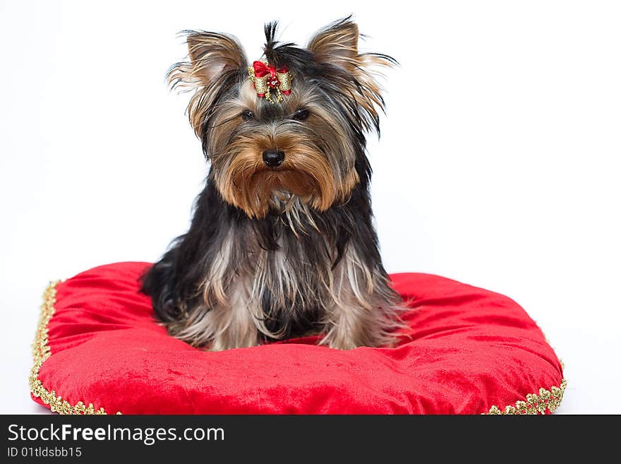 Sitting yorkshire terrier