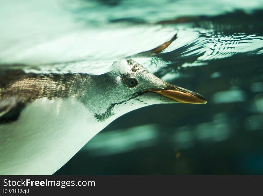 Penguin Underwater