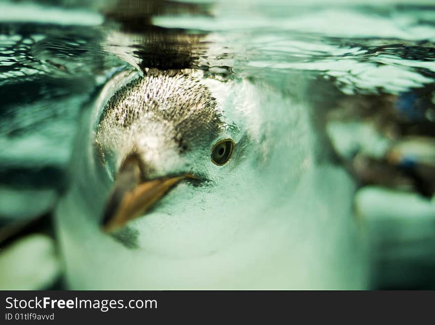 Penguin Underwater