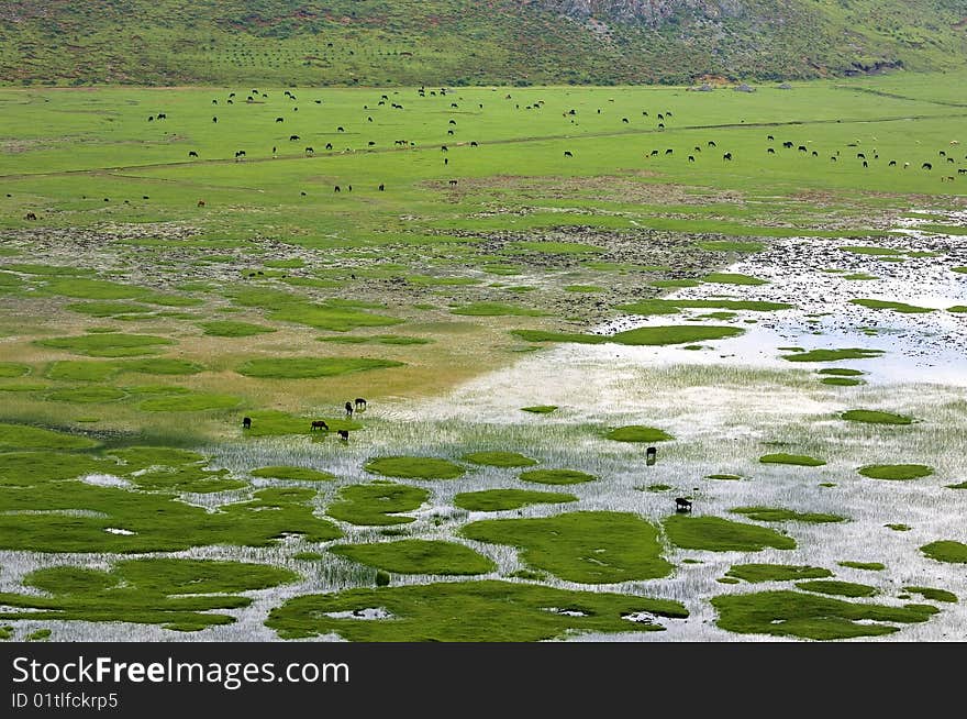 Landscapes On The Plateau