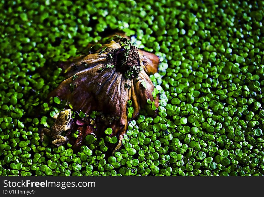 Frog In Pond