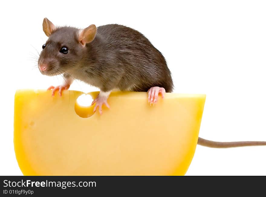 Funny Rat And Cheese Isolated On White