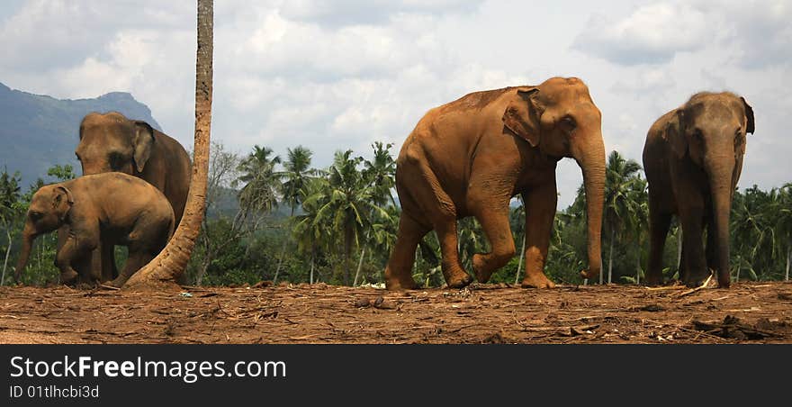 Elephant family. Mother with baby (calf) near the stem of coconut palm. Elephant family. Mother with baby (calf) near the stem of coconut palm