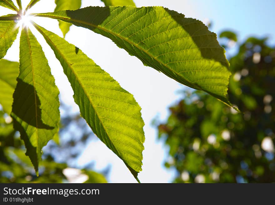 Maple leaf and the sun