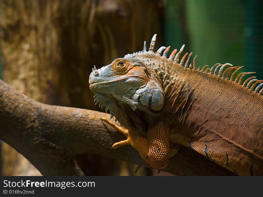 The Iguana Under Sun