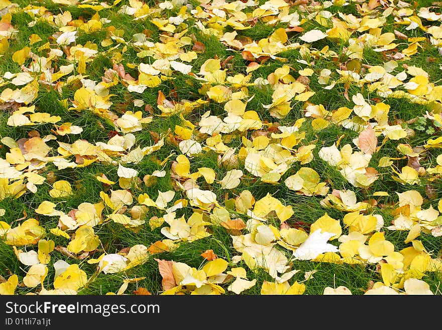 Yellow texture of fallen leaves