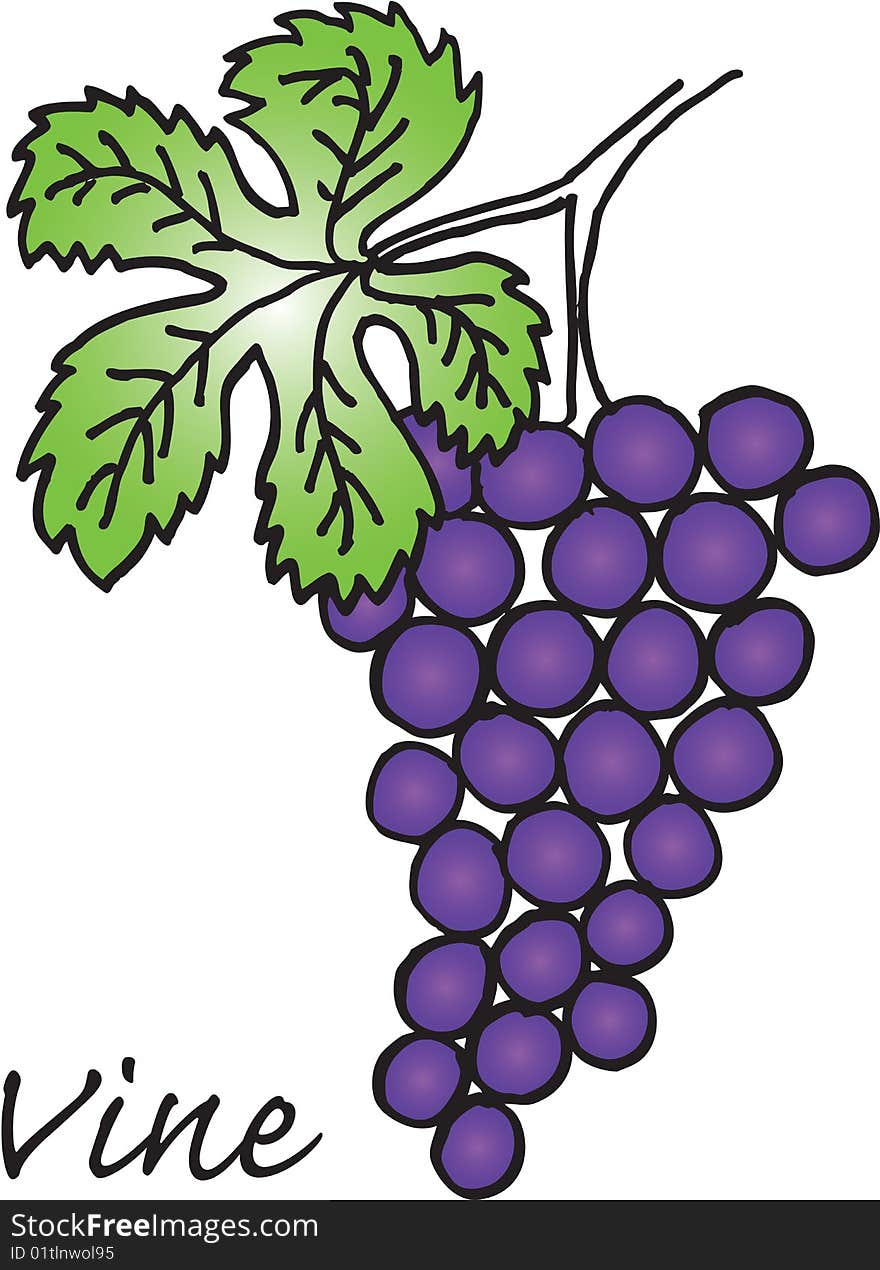 Illustration of vine on white background. vector image