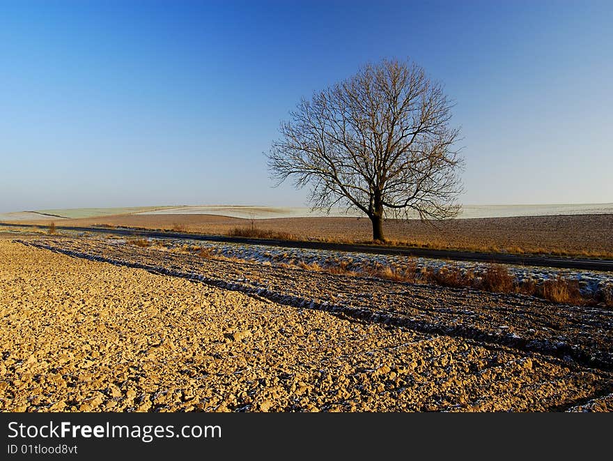 Landscape with tree and blue sky