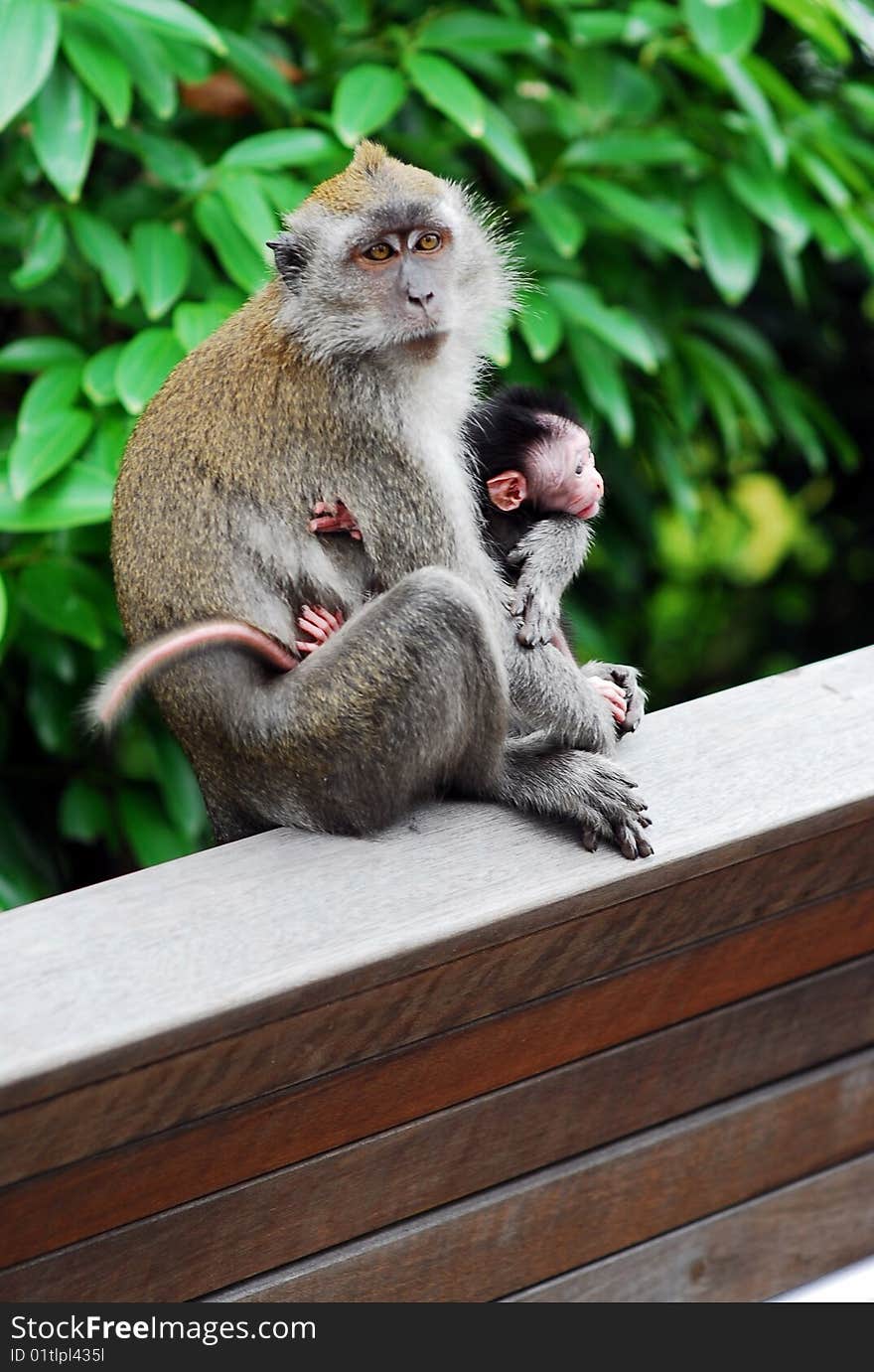 Baby Monkey With Mother