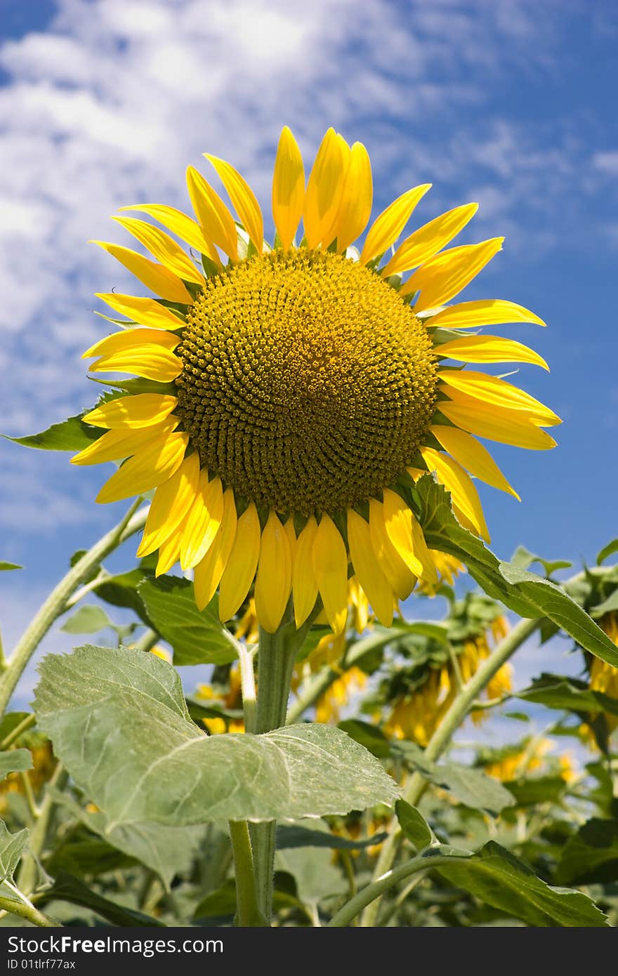 Sunflower