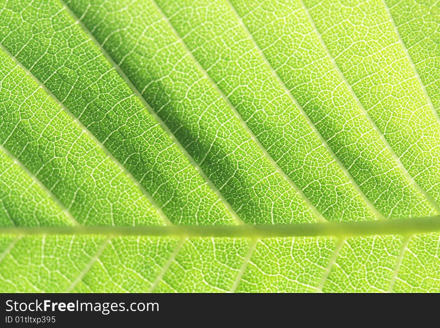 Leaf Background