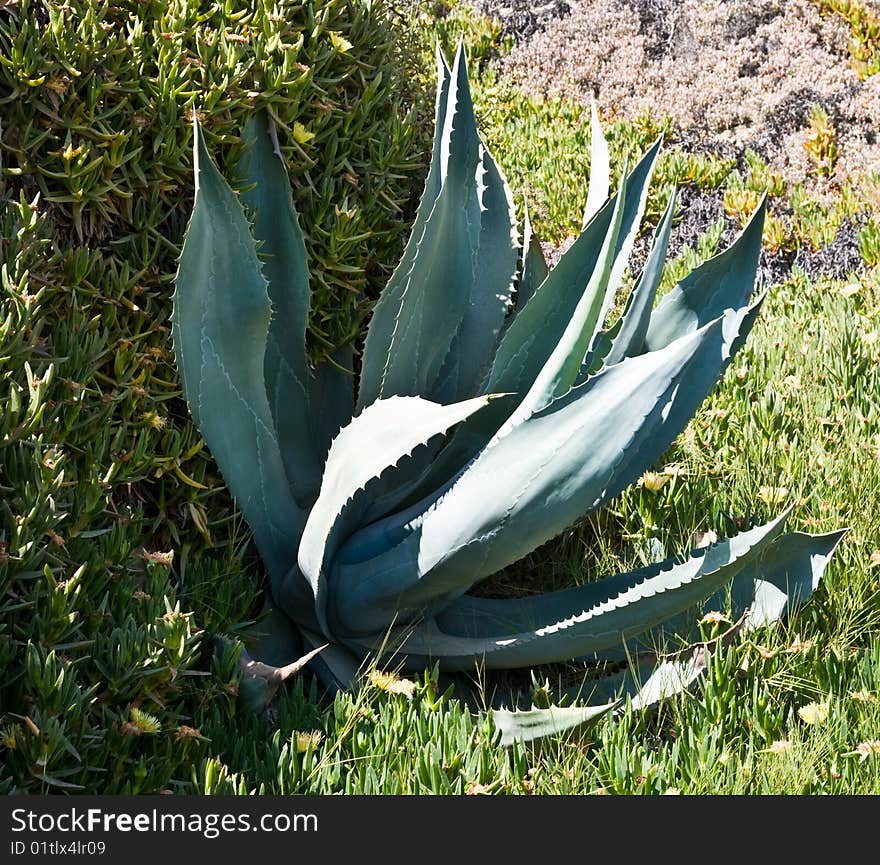 Agave plant growing near the beach. Agave plant growing near the beach