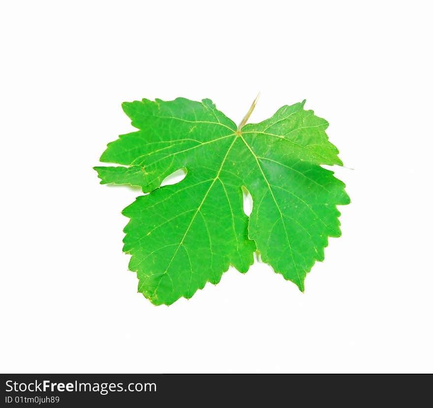 A single green vine leaf