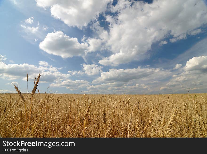 Golden field