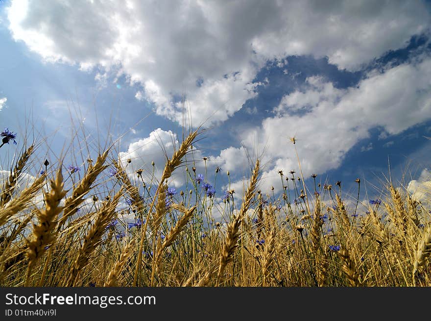 Golden field with cornflowers and blue sky landscape