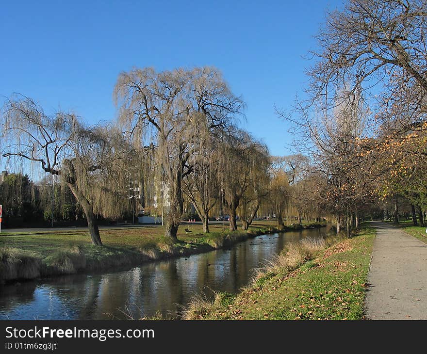 Weeping willows