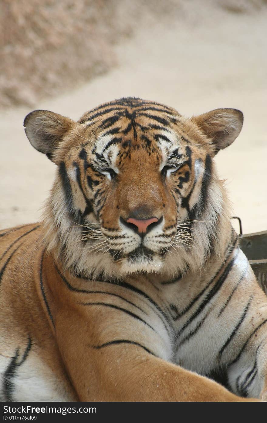 The tiger is sleeping in the thai tiger farm. The tiger is sleeping in the thai tiger farm.