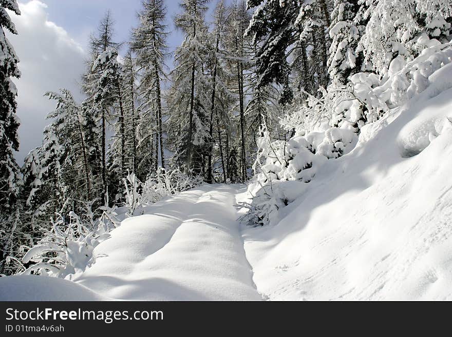 Winter forest