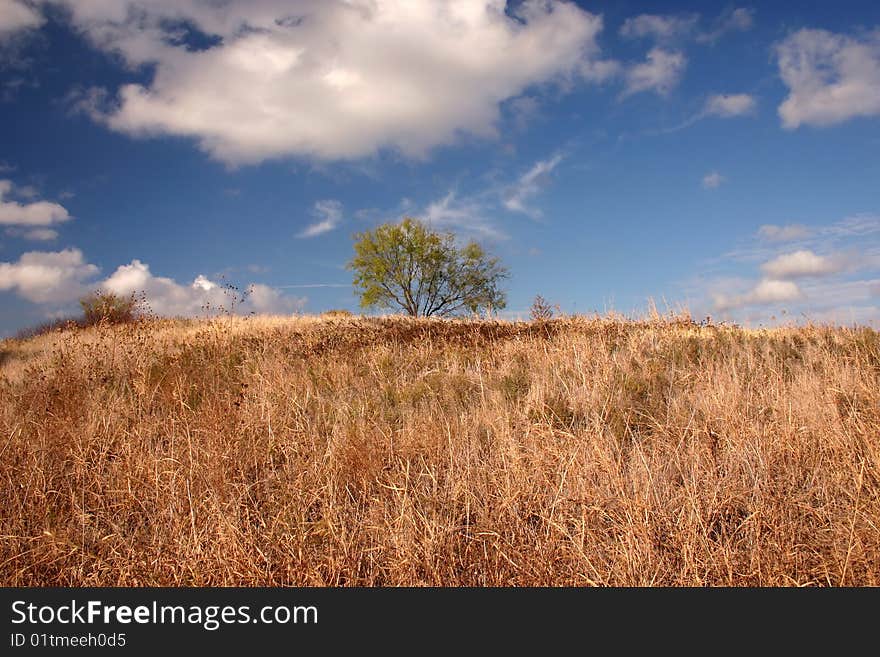 Lone tree on a dried out hill