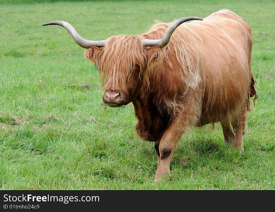 Brown Scottish Highland Cattle