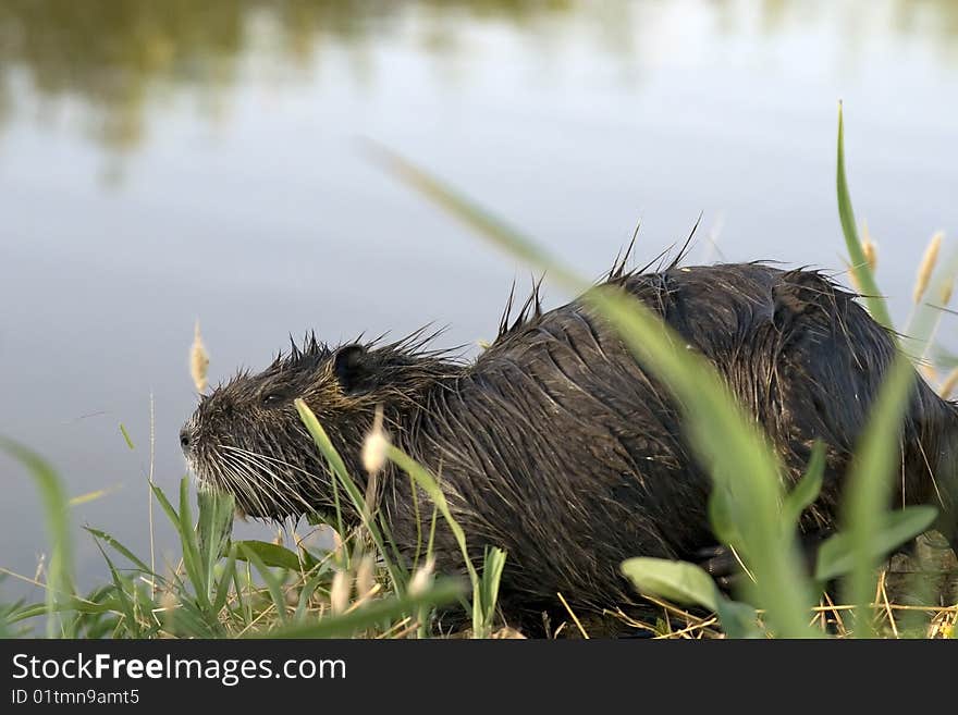 Nutria or coypu on a river bank. Nutria or coypu on a river bank