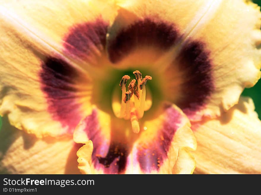 Close-up of stamen and anthers of red and yellow lily. Close-up of stamen and anthers of red and yellow lily.