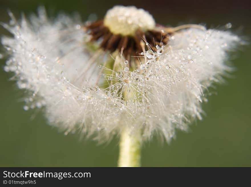 Dandelion with soft floss head macro shot