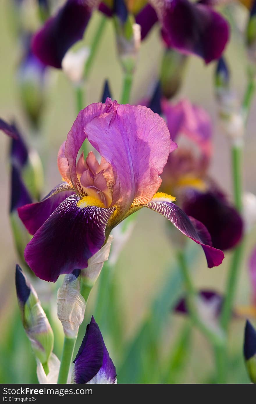 Beautiful violet iris closeup background