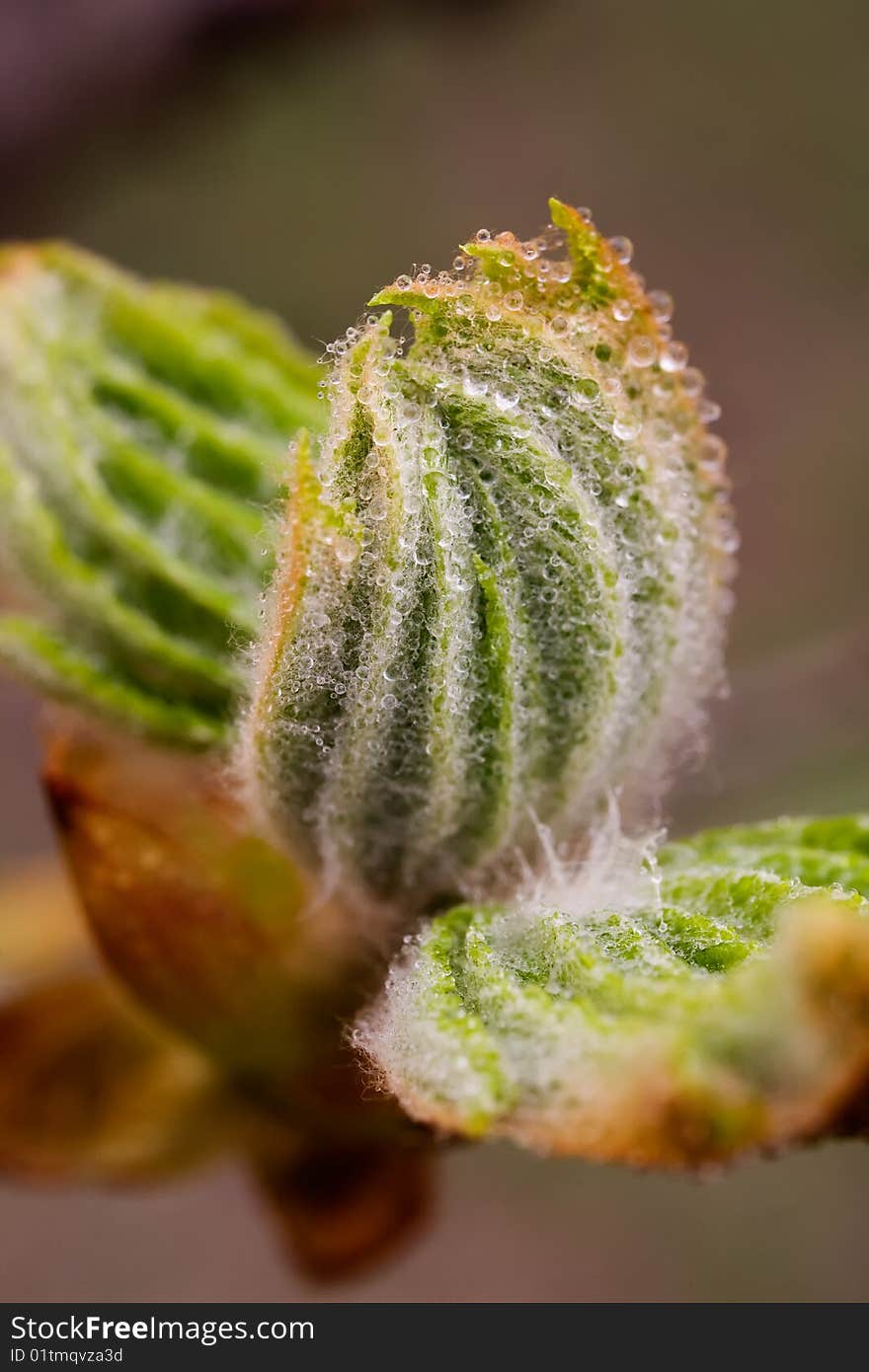 Macro of tree branch with bud