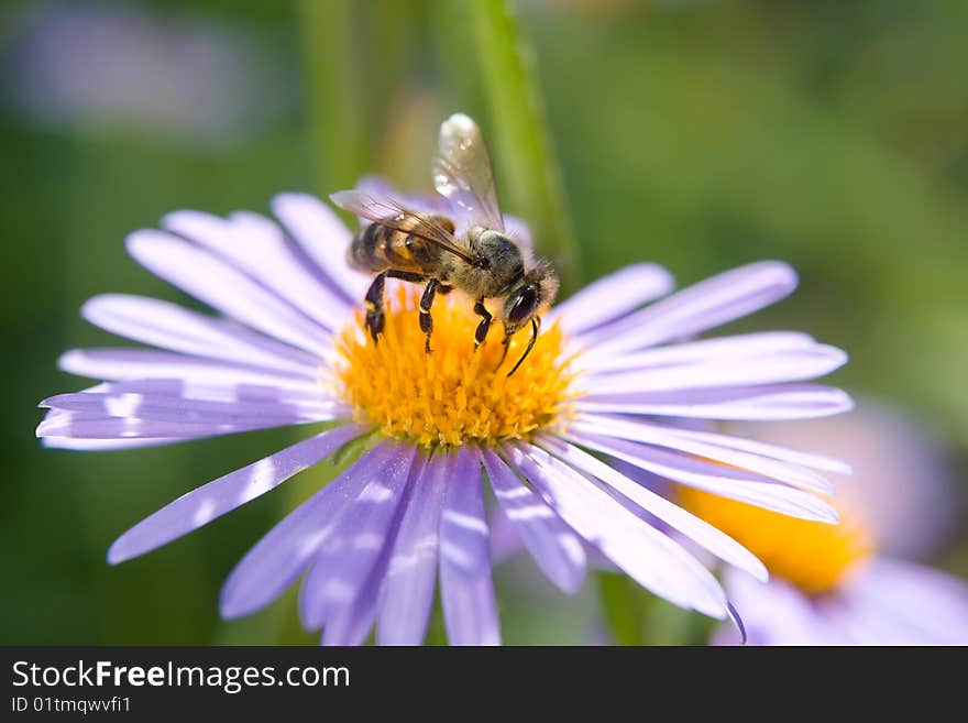 Fine blue flower macro with bee harvesting honey