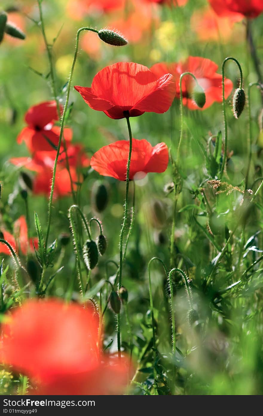 Poppies