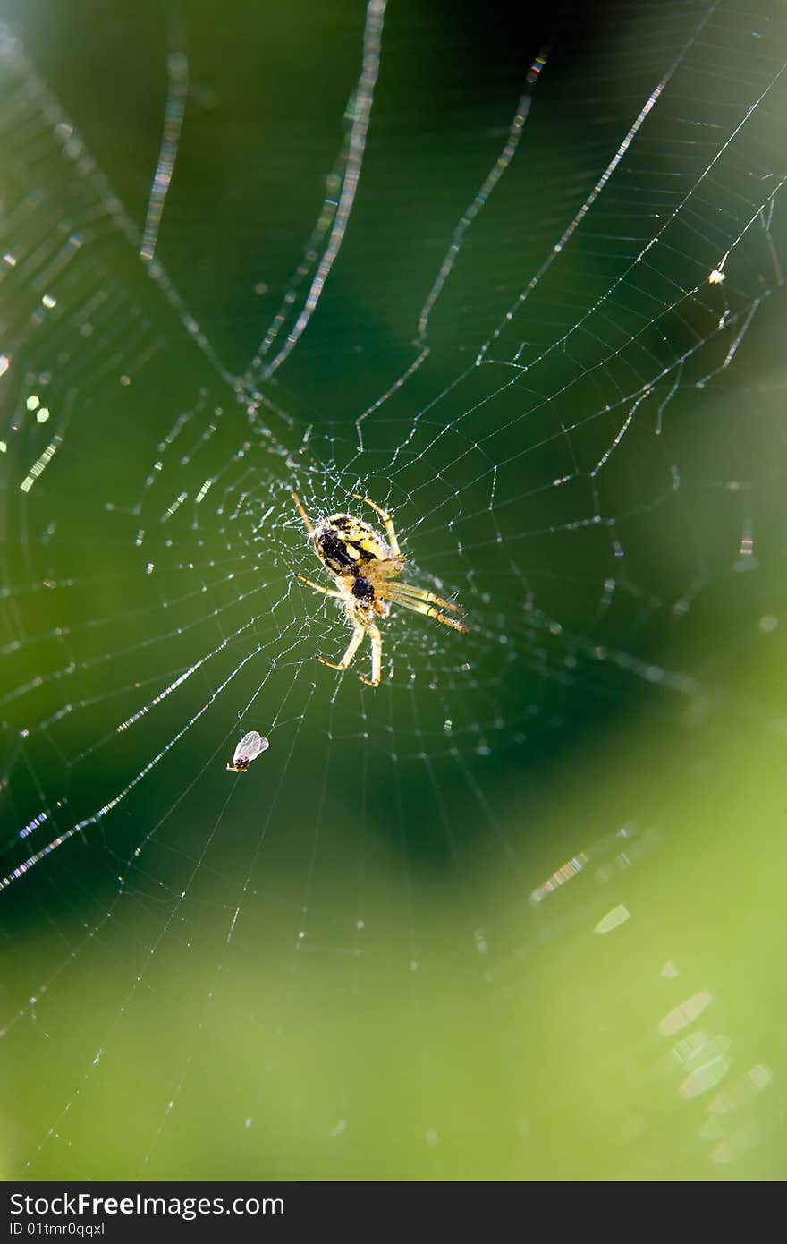 Spider waiting for prey inside its web