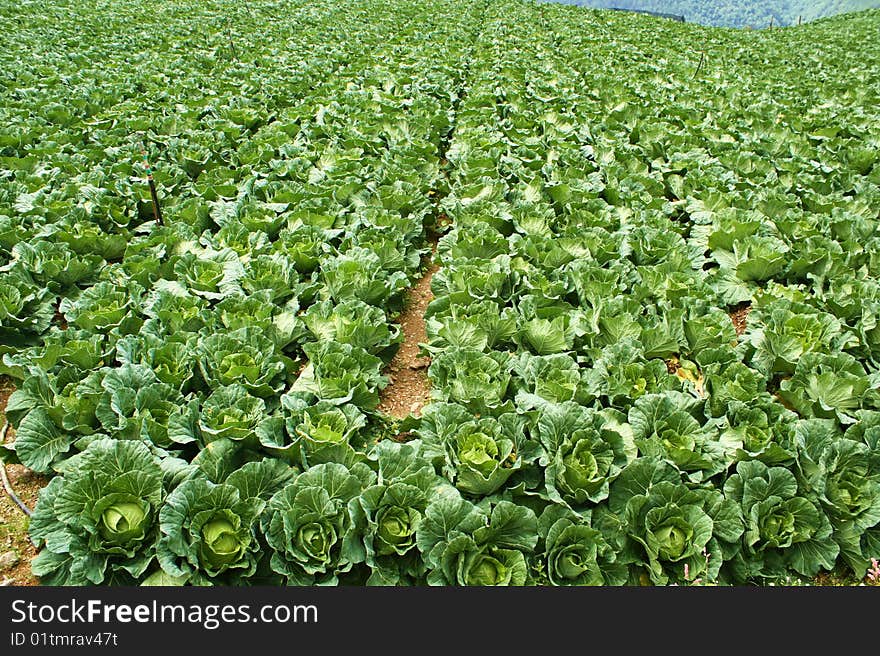 Cabbage farm