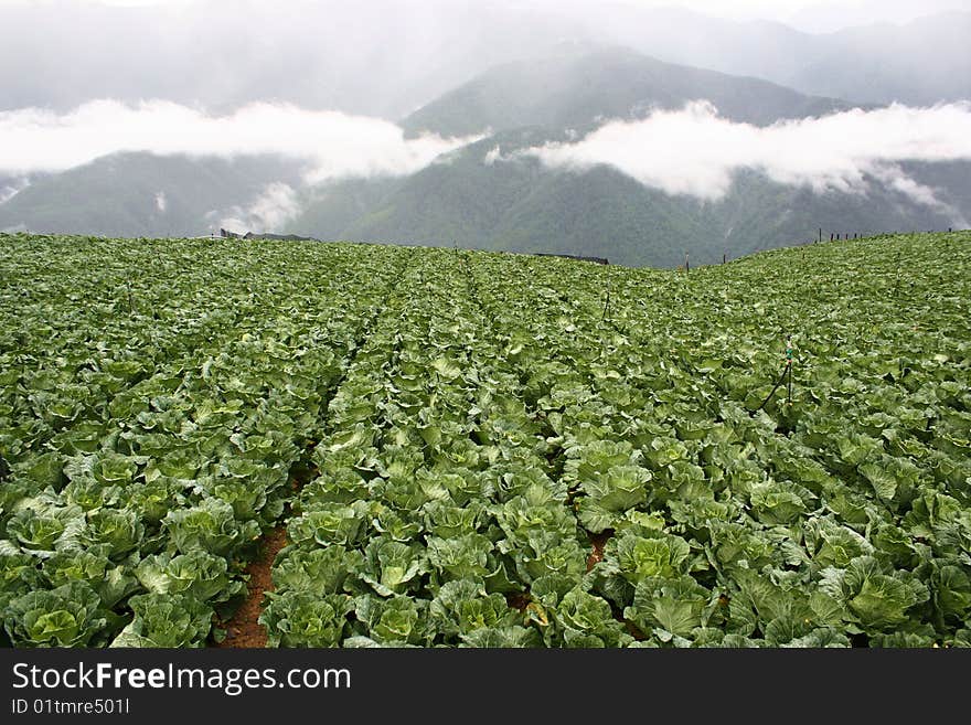 Cabbage Farm