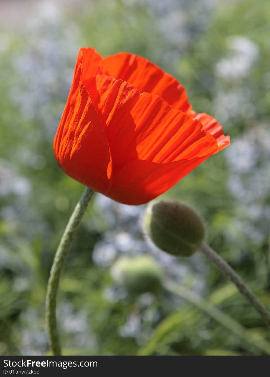 Tenderness poppy