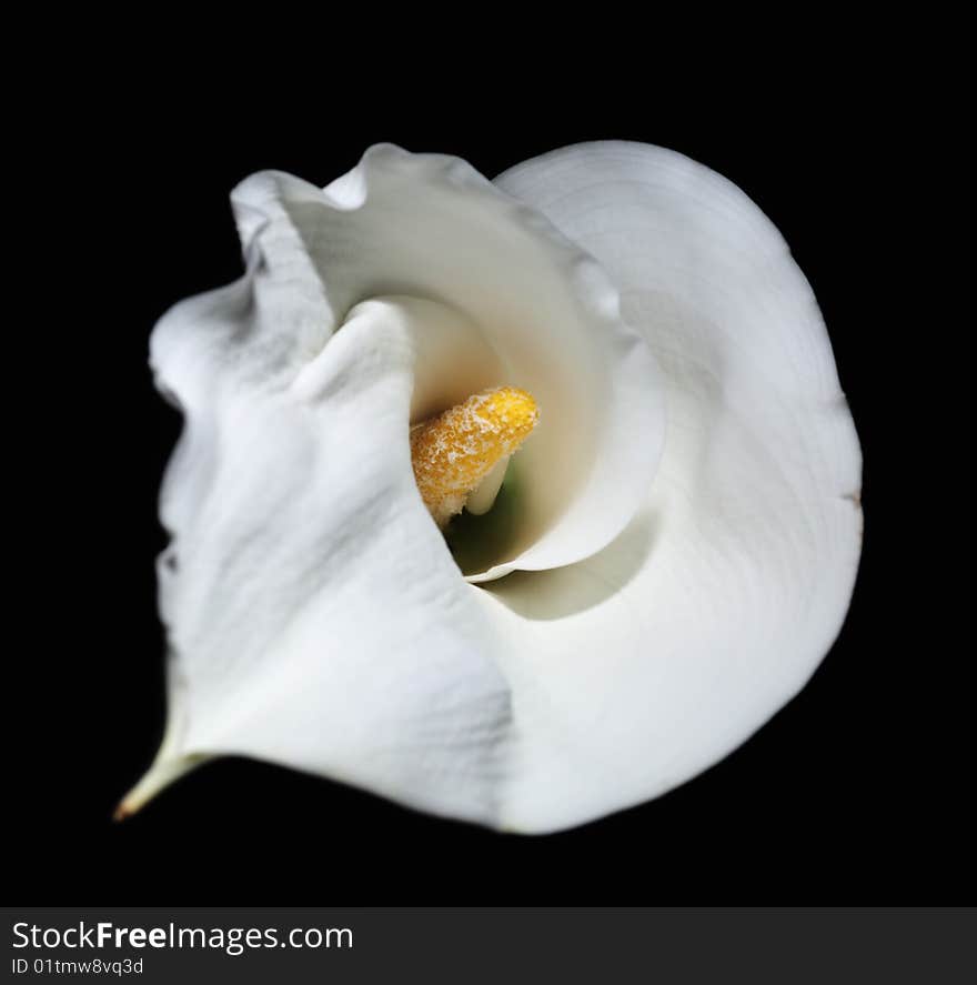 Calla white flower black petal yellow one. Calla white flower black petal yellow one