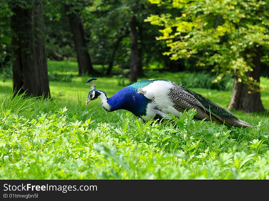 The peacock is a very large bird, and colorful, typically bright greens and blues. Peacocks are a type of pheasant. The peacock is a very large bird, and colorful, typically bright greens and blues. Peacocks are a type of pheasant.