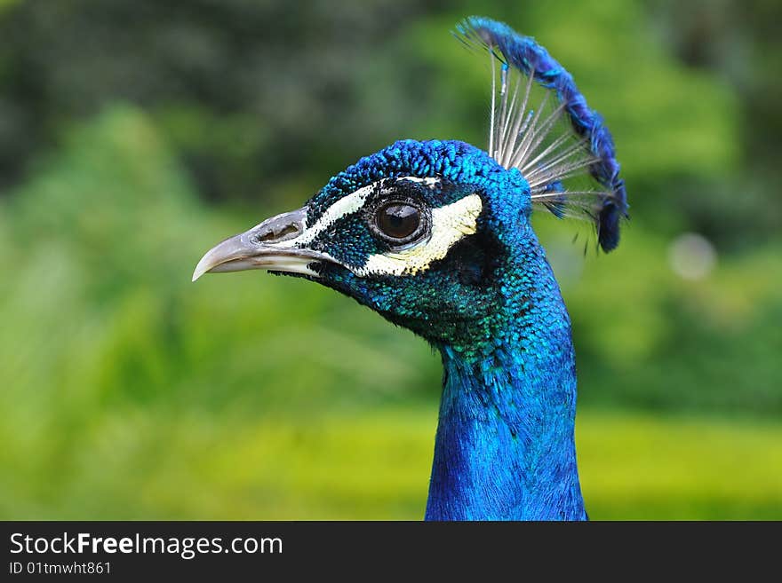 Close Up Of Peacock S Head