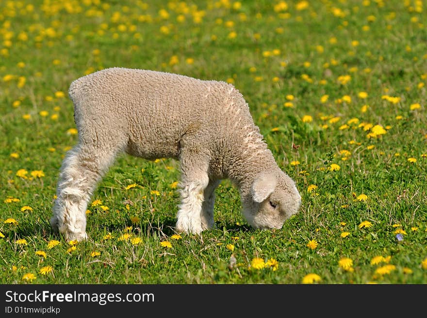 Young lamb and dandelions are spring and summer. Young lamb and dandelions are spring and summer.