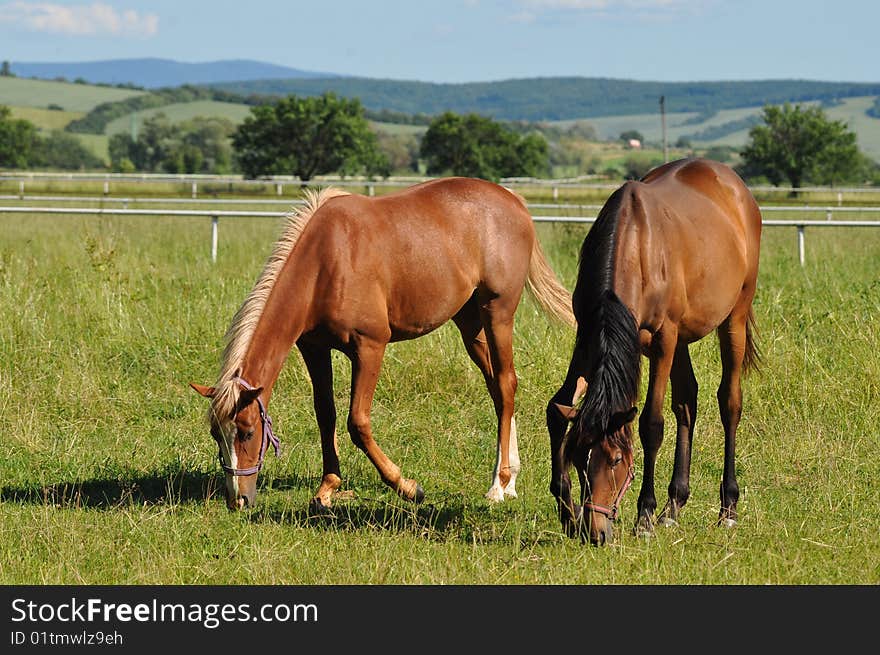 Horses on pasture