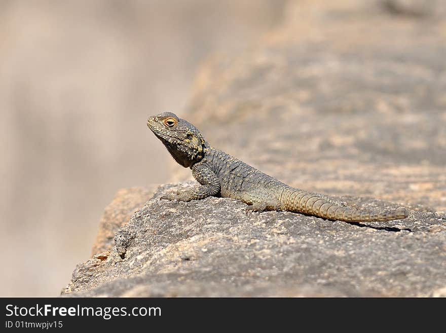 Lizads on island Rhodes can reach 40 cm in length. Lizads on island Rhodes can reach 40 cm in length