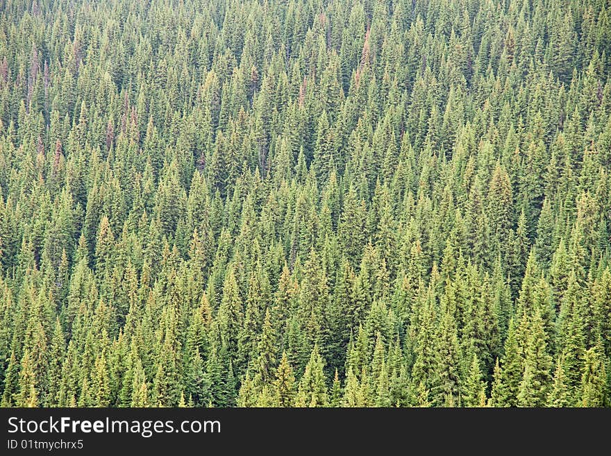 Coniferous Forest