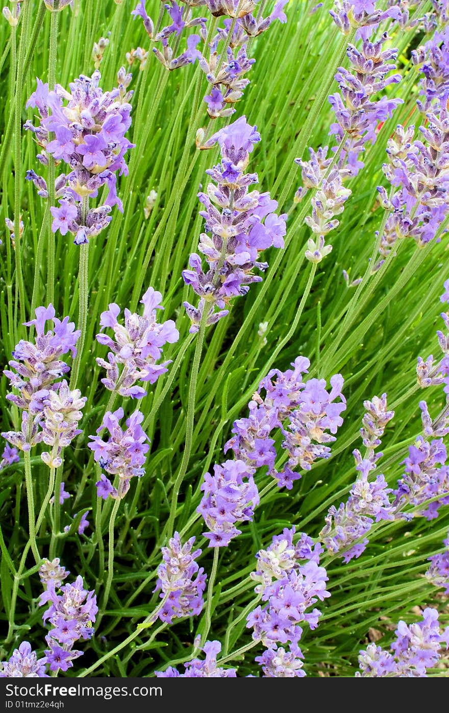 Blossoming Lavender