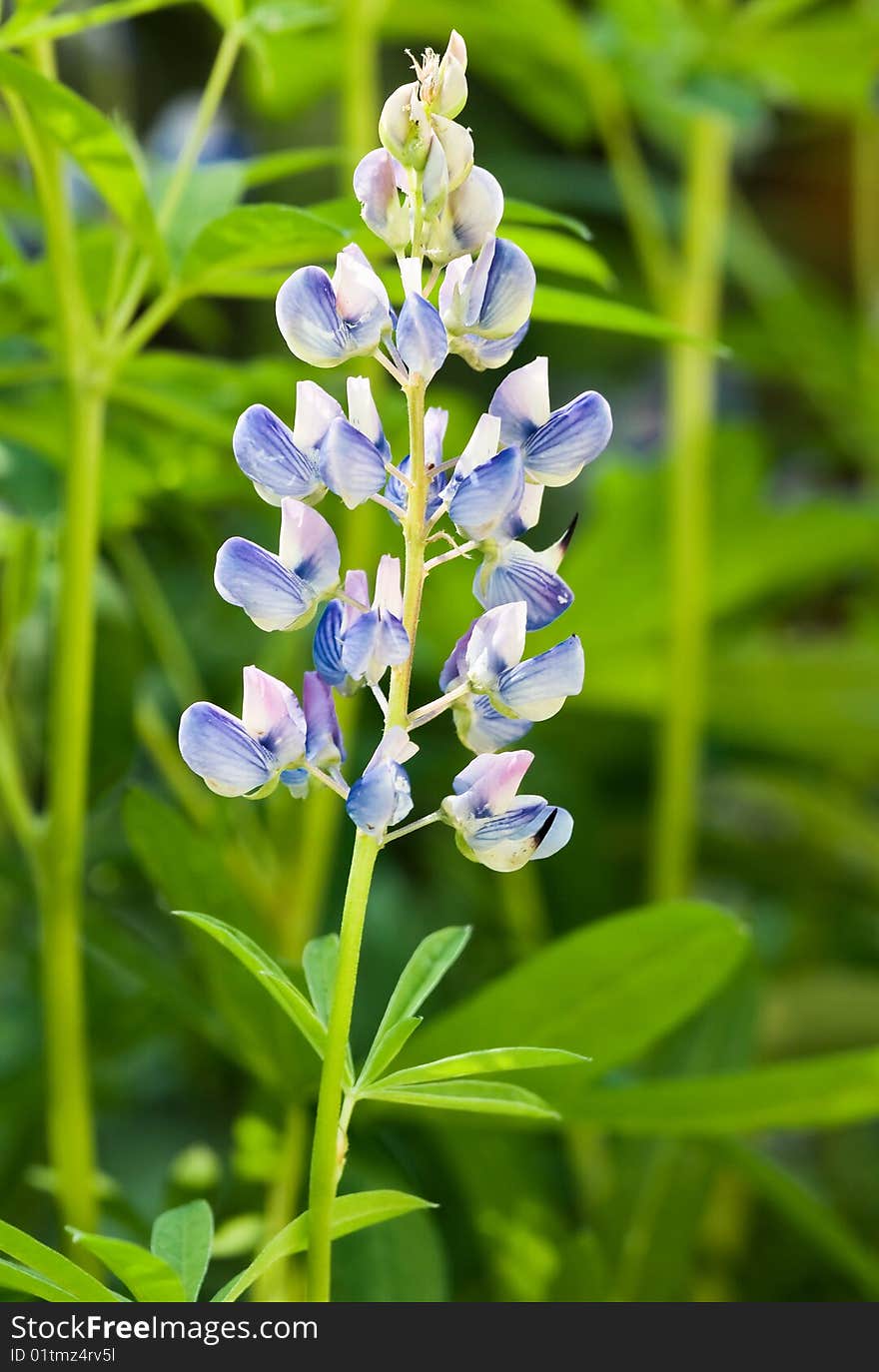 A close-up composition of a flowering alpine lupine. A close-up composition of a flowering alpine lupine.