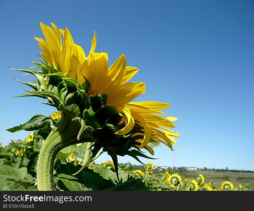 Sunflower  over blue sky