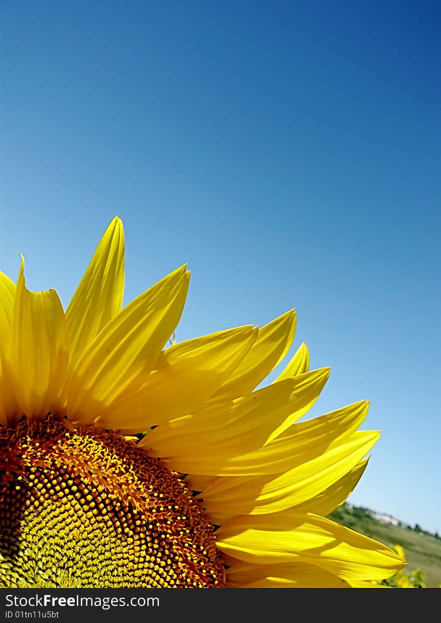 Sunflower detail over blue sky. Sunflower detail over blue sky