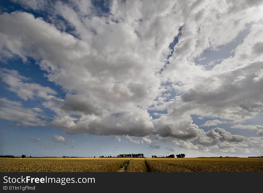 Corn fields in kent england showing Ash village church. Corn fields in kent england showing Ash village church